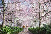 TamahereEnglish Cherry Tree Manor的两个女孩沿着种植了樱花树的小径走