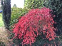English Cherry Tree Manor外面的花园