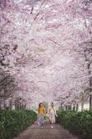 TamahereEnglish Cherry Tree Manor的两个女孩沿着小径走在樱树下