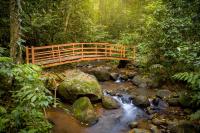 福尔图纳Hotel Heliconias Nature Inn &amp; Hot Springs的森林中一条小溪上的木桥