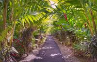 Hotel Heliconias Nature Inn &amp; Hot Springs外面的花园