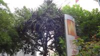 贝拉维斯塔套房公寓外面的花园