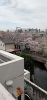 Cherry Blossom Koseicho的阳台或露台