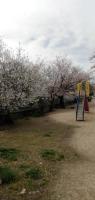 Cherry Blossom Koseicho的儿童游玩区