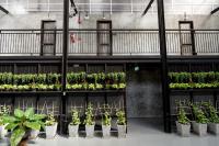 清迈Premier Hostel Chiang Mai的建筑架上一组盆栽植物