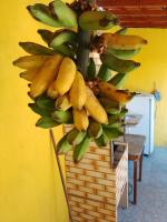 帕拉蒂Casa de temporada Lindas Cachoeiras 10的一大堆香蕉挂在墙上