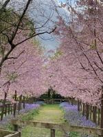 TamahereEnglish Cherry Tree Manor的一排樱桃树,花紫色,围栏