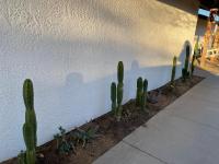 Electroliquid&#39;s Casa Pueblo Joshua Tree平面图