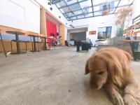 和主人一起入住大理古城舍区旅行酒店的宠物