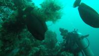 入住Ocean View Tulamben Dive &amp; Resort的客人
