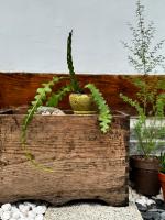 Bow Hanok House平面图