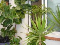 Hostal BESTPRICE Barcelona Stadium外面的花园