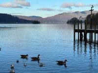 温德米尔Ramblers Retreat Windermere的码头附近的水中一群鸭子