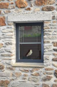 圣马洛Maison Coetquen的鸟坐在石头建筑的窗户上