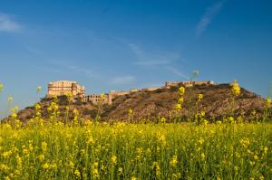 阿尔瓦尔Neemrana's - Tijara Fort Palace的城堡前的一片黄花