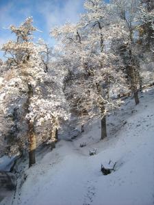 奥尼亚特Goiko-Benta Ostatua的一群雪上加霜的树