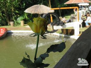 圣安东尼奥-杜皮尼亚尔Espaço Recanto do Pico的喷泉旁的水中黄色的花