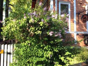 图尔库Pastella的一座房子前面的紫色花丛