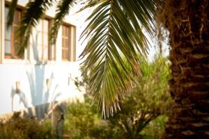 科武港Cabeca Da Cabra Casa De Campo的一座建筑前的棕榈树