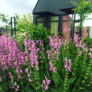 德鲁斯基宁凯多米利尼酒店的一座花园,在房子前方种有粉红色的花朵