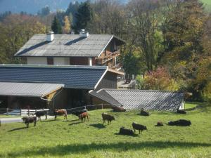 维辛Stangleggerhof的一群牛在房子前面的田野里放牧