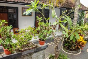 坎古Nyoman Guesthouse Berawa Canggu的一群植物在房子前面的盆子里