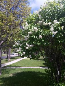 温尼伯温尼伯民宿的公园里一棵花白的树