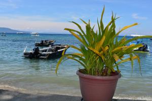 波尔多·格尼拉卡普特恩格雷格斯潜水度假汽车旅馆的海滩上种有盆栽植物,水中有船