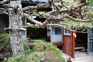 近江八幡市缘度假屋的前面有一棵松树的房子