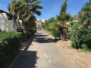 阿格德角卡普天然公寓的一条棕榈树和建筑的空街