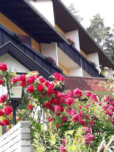 圣卡尼兹菲力恩潘森加尼休伯特里盖尔尼克住宿加早餐旅馆的一座建筑物上的一束粉红色花