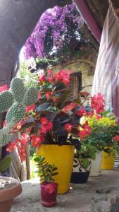 锡德尤克瑟佩希约酒店的一组桶装盆栽植物和花