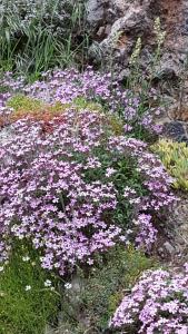 LamianaHotel de Montaña Lamiana的花园里的一束紫色和白色的花
