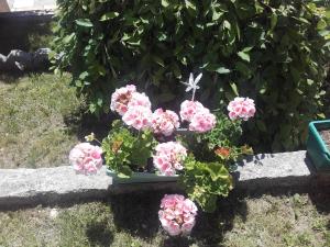 GurgulyatHotel Aleksievata Kashta的绿盆里的一束粉红色花