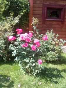 扎沃亚Dom Gościnny E-Lufka的一座房子前面的粉红色玫瑰丛