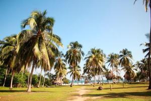 CalabazoEcolodge Playa Brava Teyumakke的一片棕榈树,一片带海滩的田野