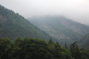 博尔若米Firuza Hostel的享有覆盖着雾和树木的山脉美景