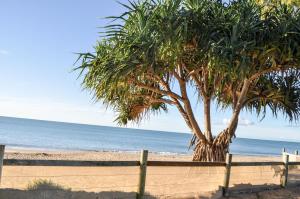 赫维湾海湾公寓酒店的 ⁇ 旁海滩上的棕榈树
