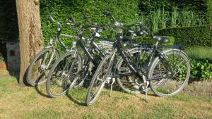 布鲁日7T住宿加早餐旅馆的停在树旁边的一群自行车
