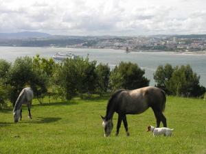 卡帕里卡海岸Quinta Tagus的两匹马和一只狗在田野里放牧