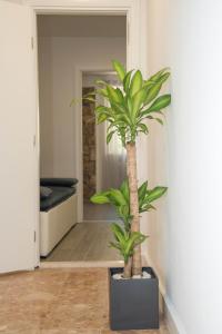 锡尼Luxury apartments Petrovac的走廊上黑容器中的棕榈树