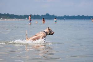 博尔滕哈根Zur-alten-Schmiede-I-Links的一条狗在海滩上游泳