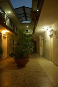 帕尔米拉Hotel Pacifico的楼内有大盆栽的走廊