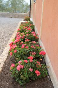 维罗纳Relais Villa Ambrosetti的建筑物边的一排粉红色的花