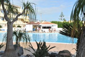 帕莱索海滩Marina Palace Paraiso的一座棕榈树游泳池,背景是