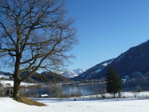 阿尔高内的伊门施塔特Haus Bergpanorama的湖边雪地里的一棵树