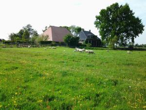 Jutrijpde Wylgepleats的牧羊群在草地上放牧