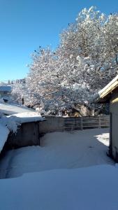 圣卡洛斯-德巴里洛切Departamento Céntrico en San Carlos de Bariloche的被雪覆盖的院子,有树为背景