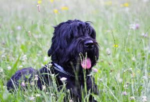 Blejska DobravaRooms Malina的一只黑色的狗躺在鲜花丛中