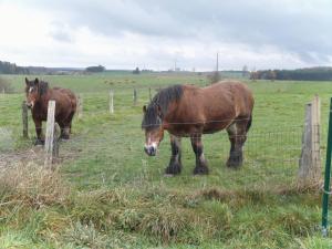讷沙托Gîte Les Framboisiers的两匹马站在围栏后面的田野上